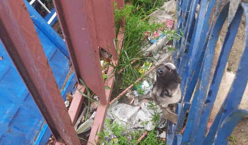 Demir korkuluklara sıkışan köpeği itfaiye ekipleri kurtardı