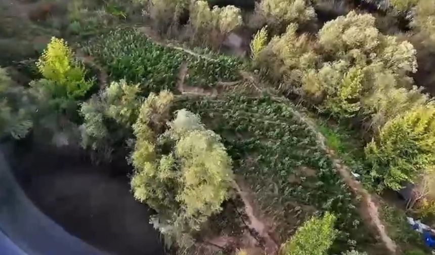 Diyarbakır’da 1 milyon 428 bin kök uyuşturucu bitkisi ele geçirildi