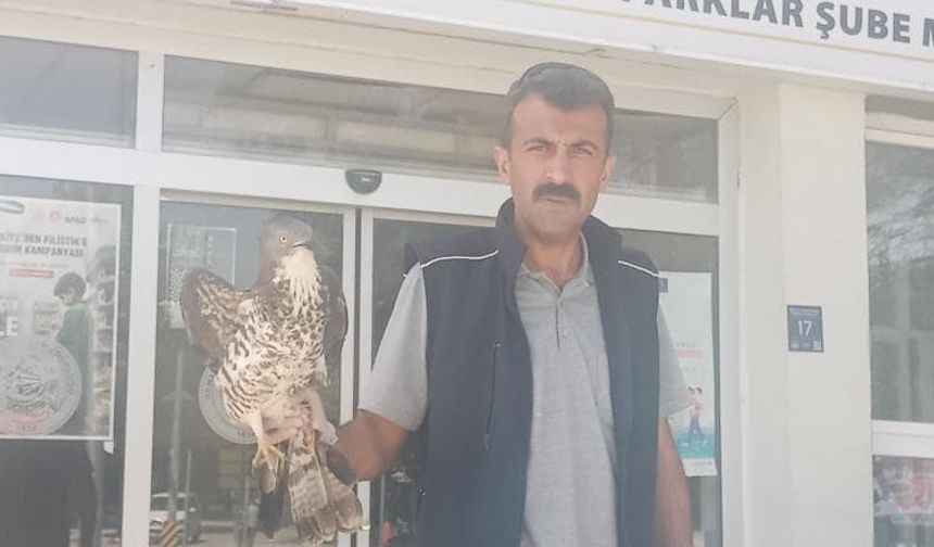 Elazığ’da yaralı şahin tedavi altına alındı