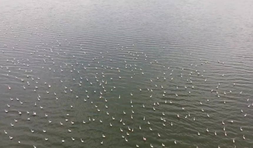 Erçek Gölü’nün narin misafirleri flamingolar gelmeye başladı