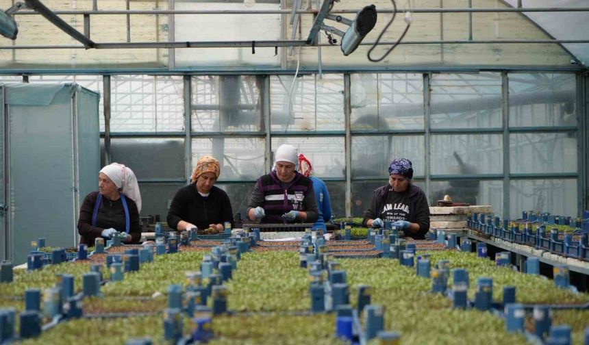 Erzincan seracılıkta hedefini büyütüyor