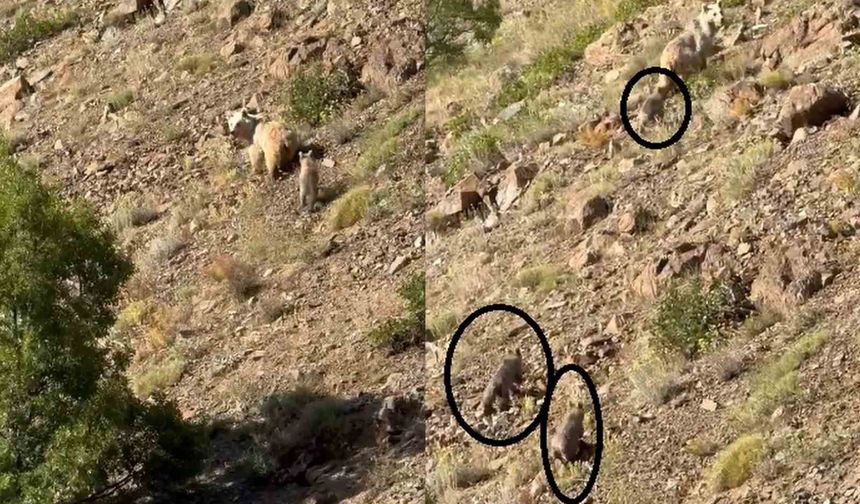 Erzincan’da anne ayı ve 3 yavrusu görüntülendi