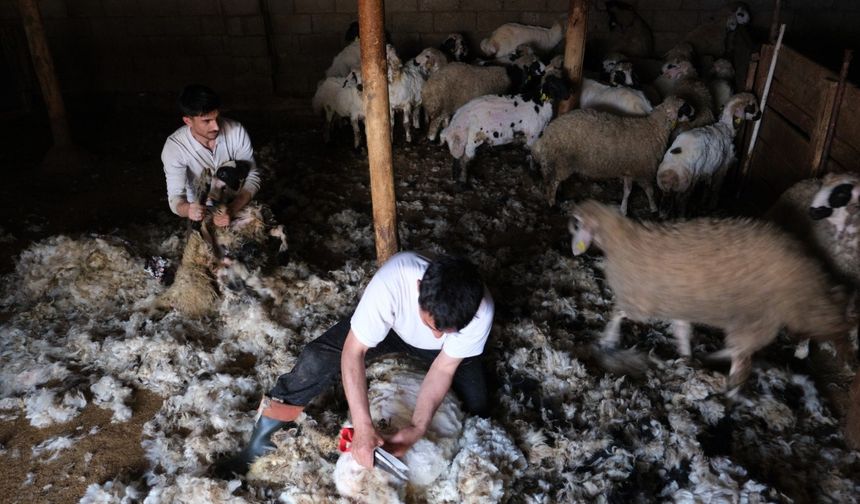Erzincan’da kuzu kırkım sezonu başladı