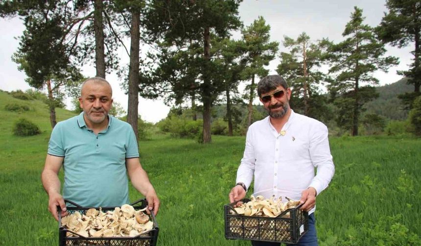Erzurum’da vatandaşlara "zehirli mantar" uyarısı