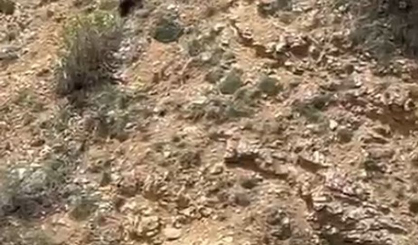 Gümüşhane’de annesini kaybeden yavru ayı bağırarak annesini aradı