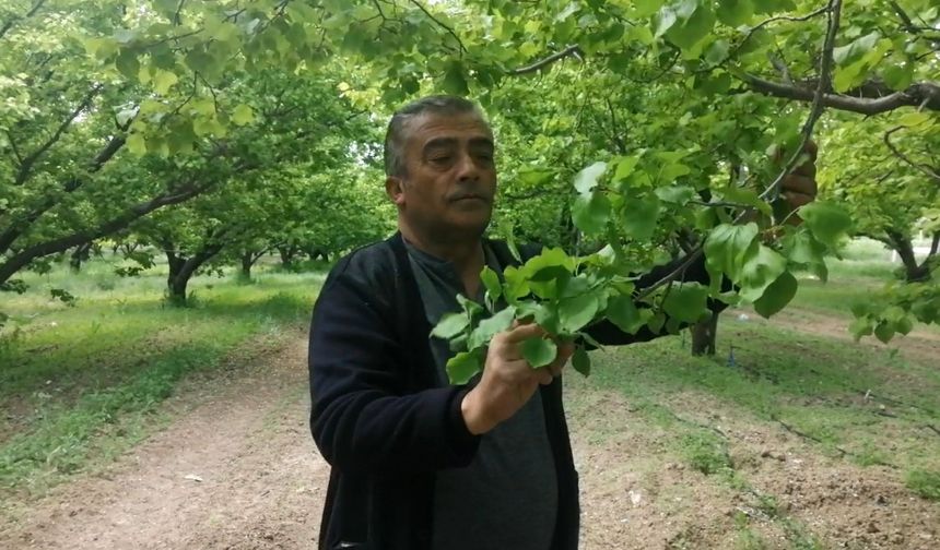 Isparta’da don kayısı üreticilerini zarara uğrattı