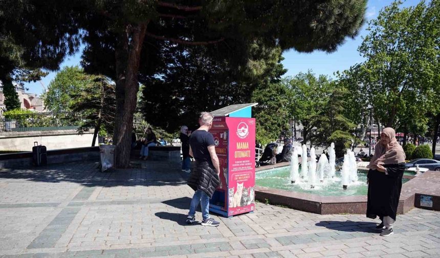 İstanbul’da kedi taklidi yapan martıların mama avı kamerada