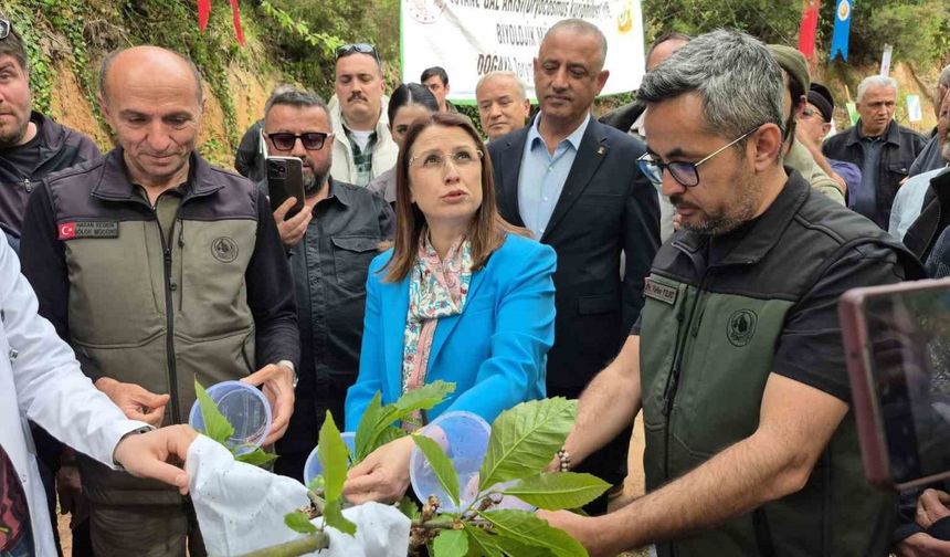 Karadeniz’de "katil arılara" karşı "terminatör böceklerle" mücadele