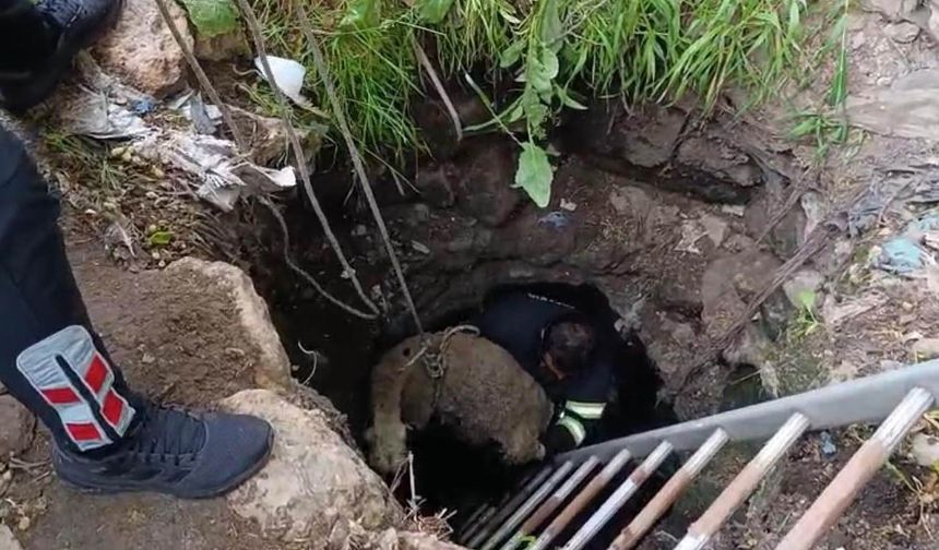 Kuyuya düşen koyun itfaiye ekipleri tarafından kurtarıldı