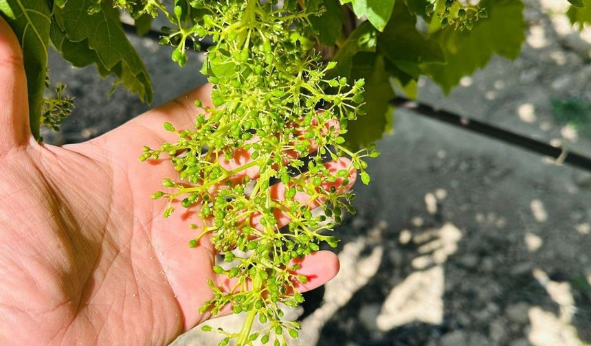 Manisa’da bağcılara ’Külleme ve Ölükol Hastalığı’ uyarısı