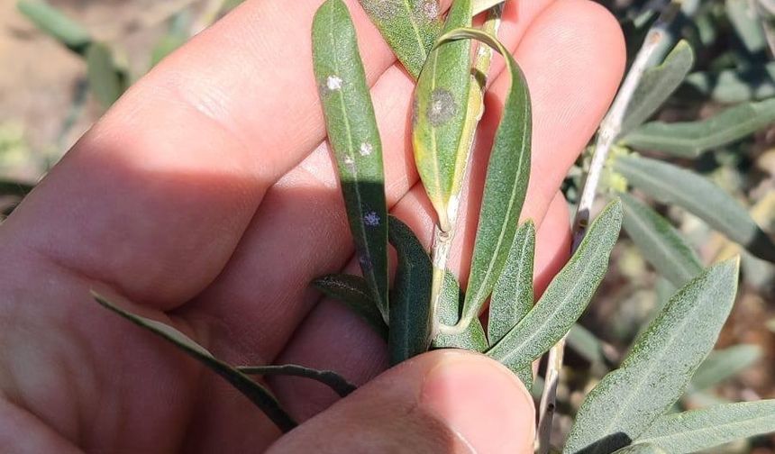 Manisalı zeytin üreticilerine önemli uyarı