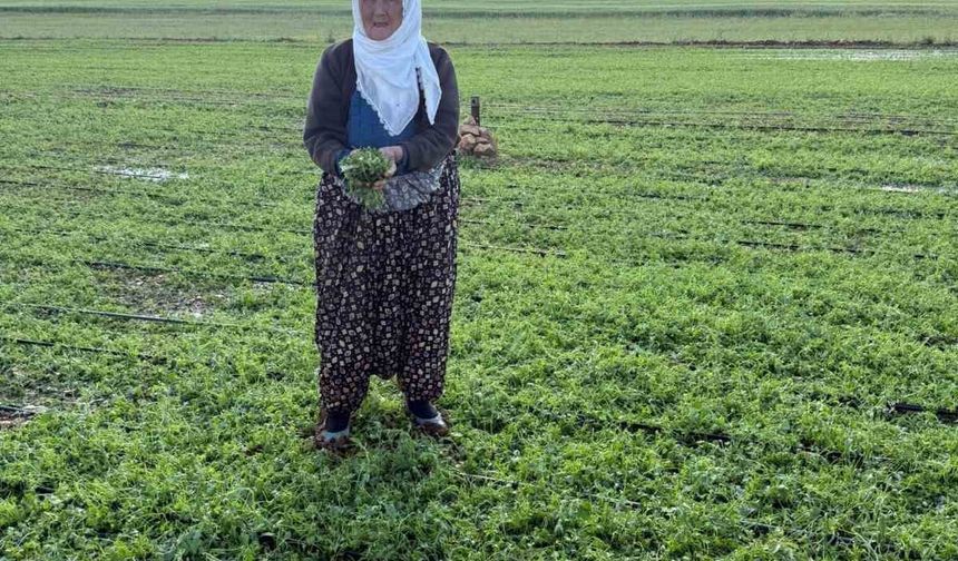 Mardin’de 40 bin dekar arazi dolu yağışından etkilendi