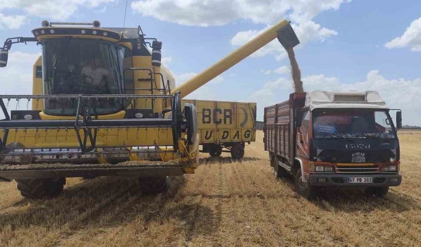 Mardin’de yılın ilk buğdayı tonu 17 bin liradan satıldı