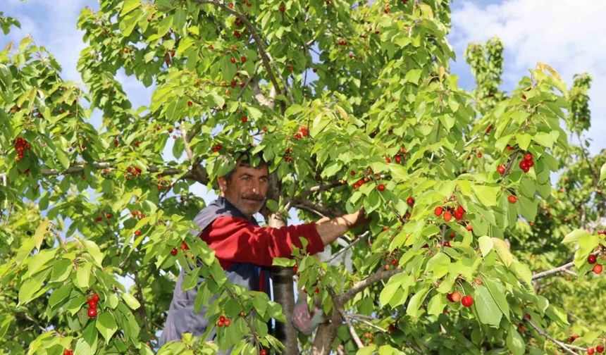Misafir kirazında hasat vakti
