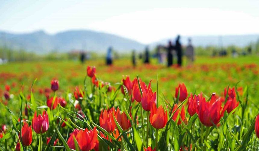 Muş’ta 20 günlük "lale devri" başladı