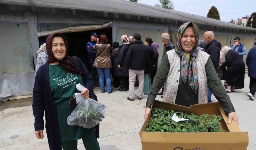 Ordulu üreticilere 380 bin fidenin dağıtımına başladı