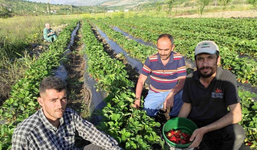Organik Sason çileğinde hasat başladı