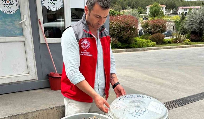 Otobüsün bagajında çöp kovasında taşınan 100 kilo midyeye el konuldu