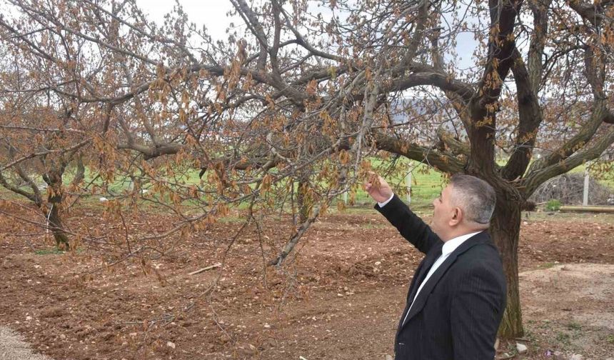 Sadıkoğlu: "Verilecek destekler sadece kayısıyı değil, şehrimizin geleceğini ilgilendiriyor"