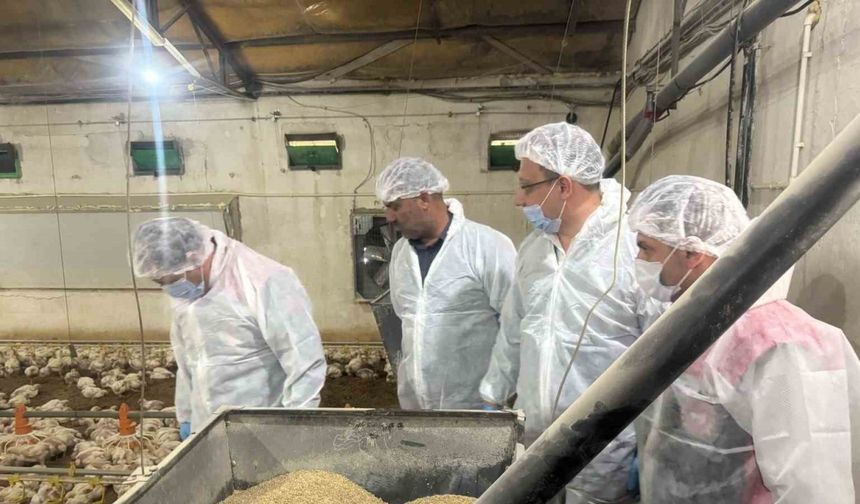 Tarım Müdürü Koçaker, etlik piliç üretimi yapılan tesislerde incelemede bulundu