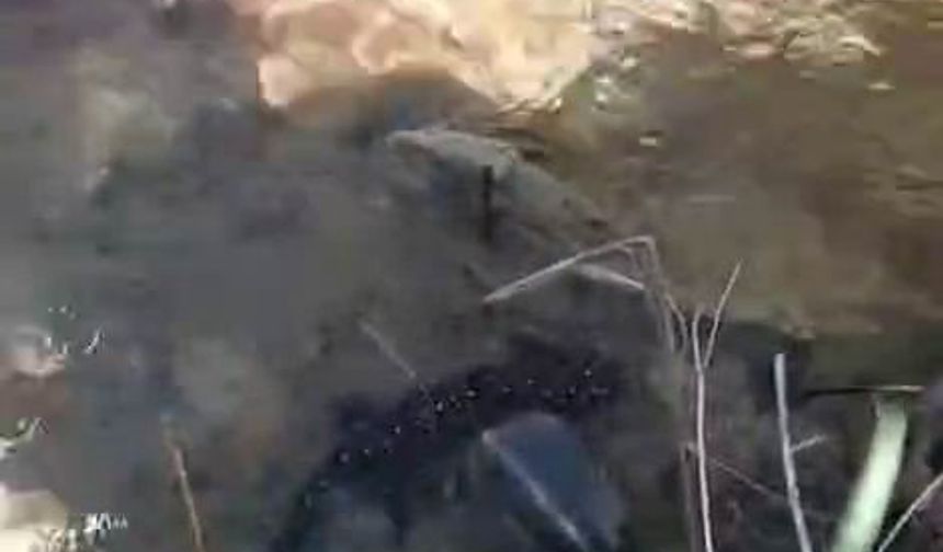Tunceli’de nesli tehdit altındaki benekli semender görüntülendi