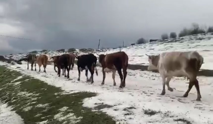 Yayladaki sürülerin dolu yağışında zorlu anları kameraya yansıdı