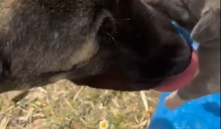 Yozgat’taki görüntü tepki çekmişti, asıl nedeni belli oldu