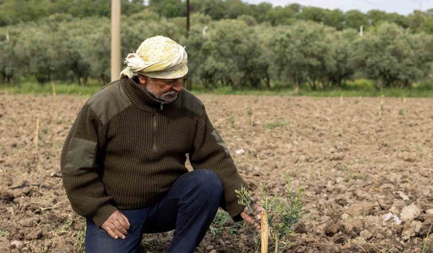 Yunusemre’de fidanlar toprakla buluşuyor