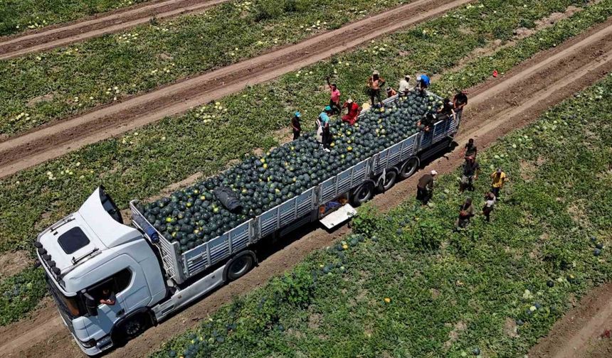 Adana’da karpuzun tarlada kilogram fiyatı 2,5 liraya kadar geriledi