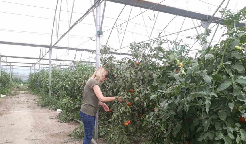 Domateste hasat öncesi numuneler alındı