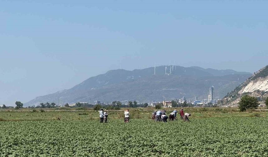 Germencik’in pamuklarında zararlılar kontrol altında