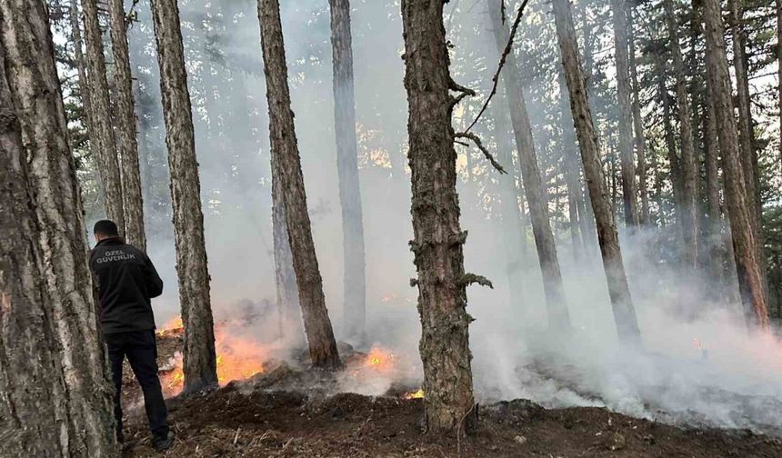 Kızılcahamam Soğuksu Milli Parkı’nda piknikçi ateşinden yangın çıktı