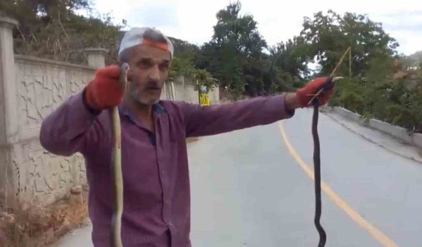 Yılanları elleriyle yakaladı