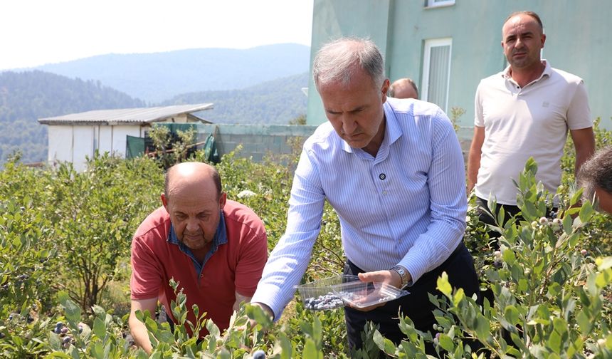 İnegöl’de Mavi Yemişin Üretim Alanı 1.500 Dekara Ulaştı