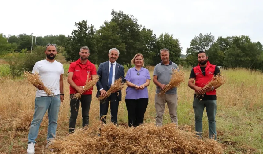 İzmit Belediyesi ilk nohut hasadını yaptı