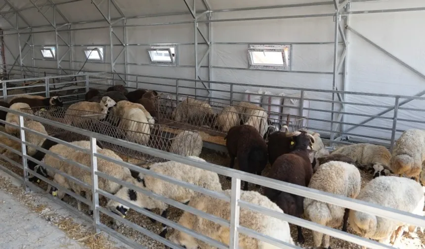 Eskişehir’de hayvan pazarı geçici süreyle kapatıldı