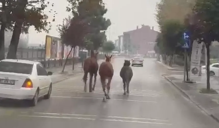 Düzce'de başıboş atlar trafiği birbirine kattı!