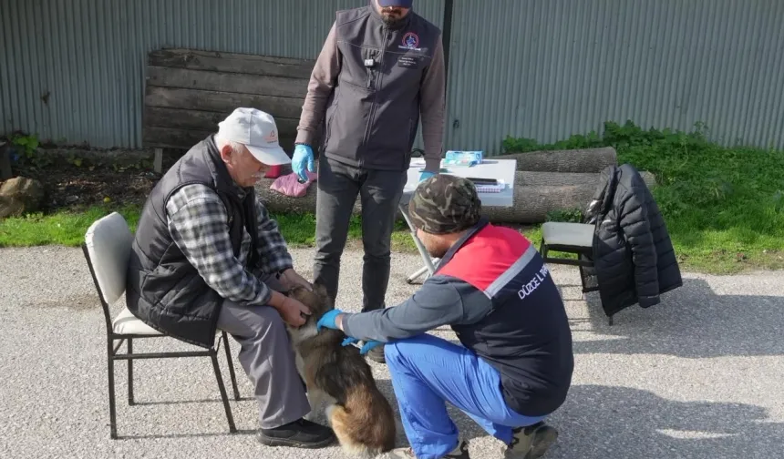 Düzce'de yerinde sahiplendiriliyor!