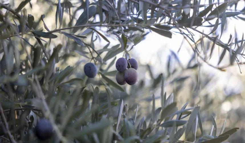 Mersin Büyükşehir'in fidanları üreticinin umudu oldu