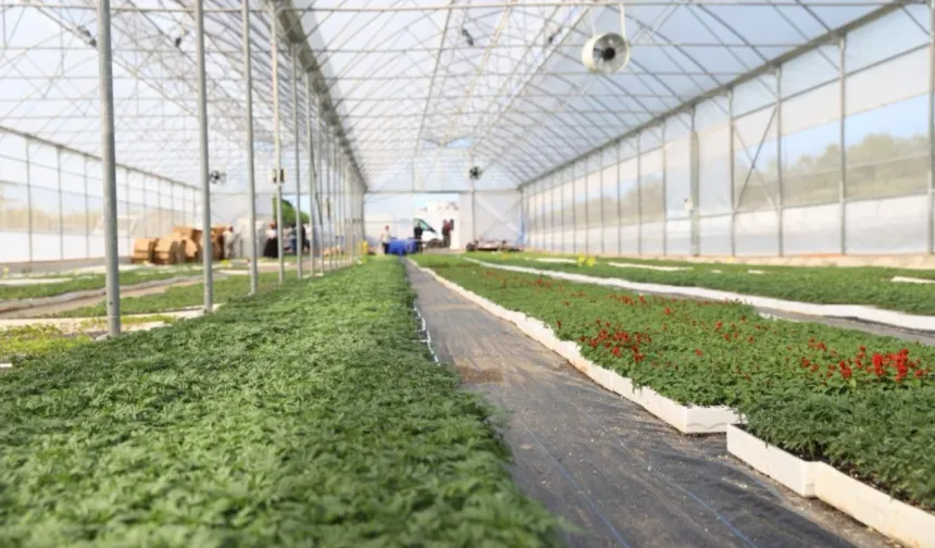 Ordu'nun güzelliği Büyükşehir'in serasından yükseliyor