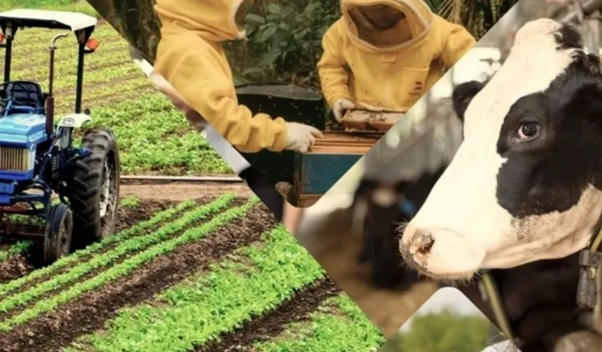 Çiftçiye 1,5 milyar TL destek hesaplarda