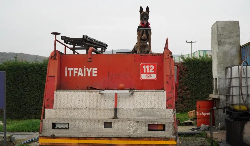 Balıkesir İtfaiyesi'nin yeni kahramanı: K9 köpeği İda