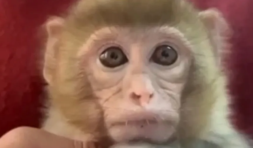 Elazığ'da yavru makak maymunu korumaya alındı