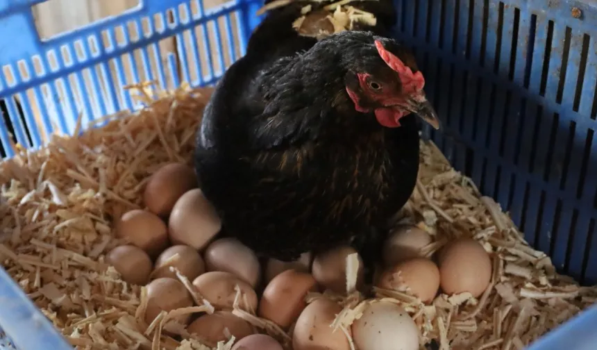 Kocaeli'de hibeli tavuk desteği üreticiye can suyu oldu