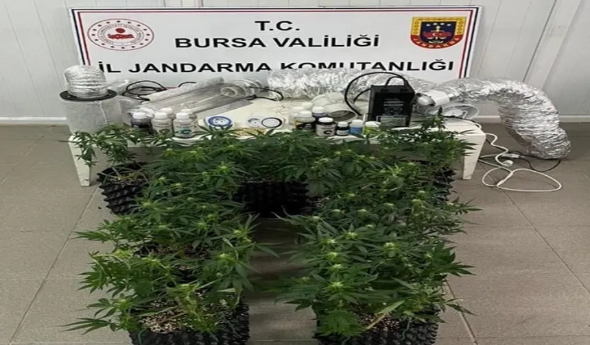 İnegöl'de evde esrar üretimine Jandarma baskını